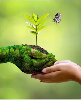 Hands nurturing a plant, symbolizing growth and sustainability, reflecting the commitment to energy-efficient, climate-friendly commercial buildings.